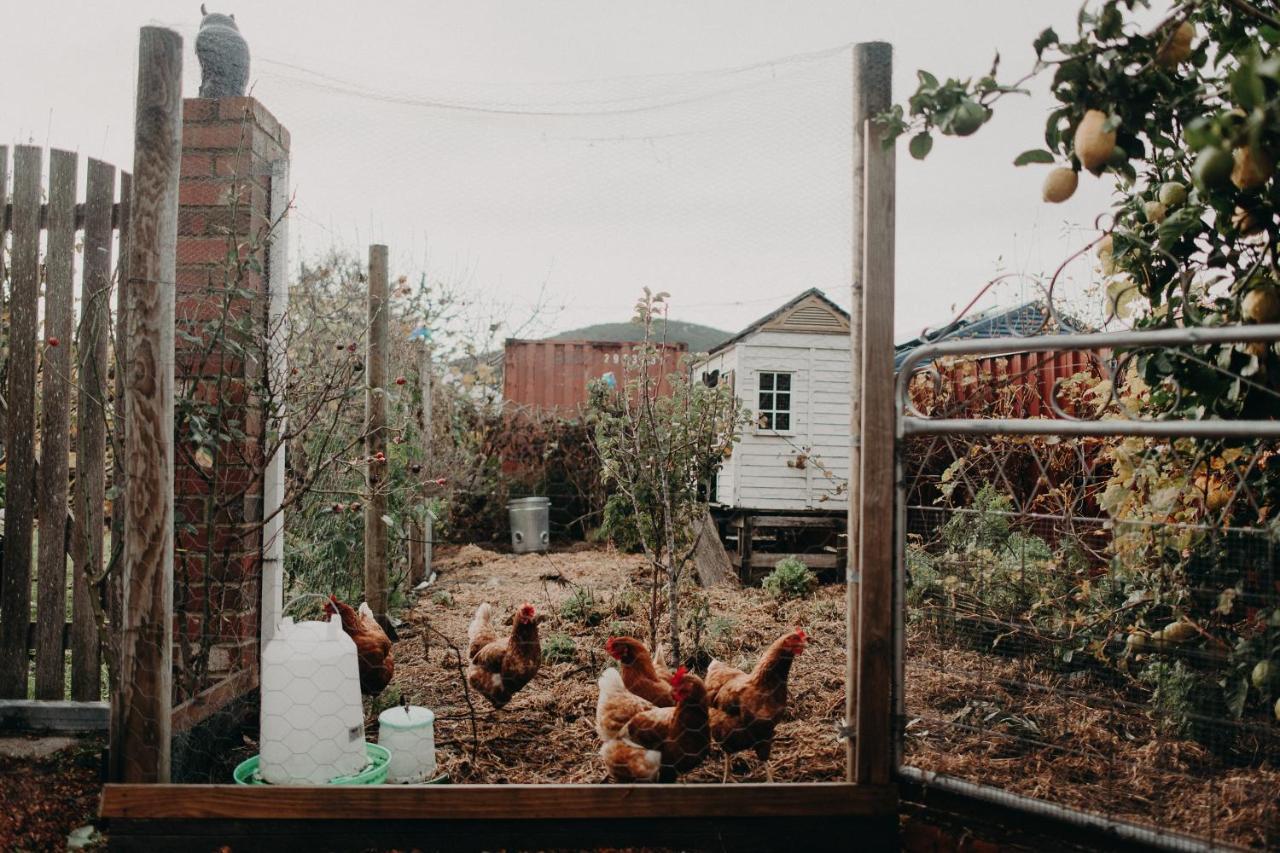 The Allotment Albany - Centrally Located Cottage In Old Олбани Екстериор снимка